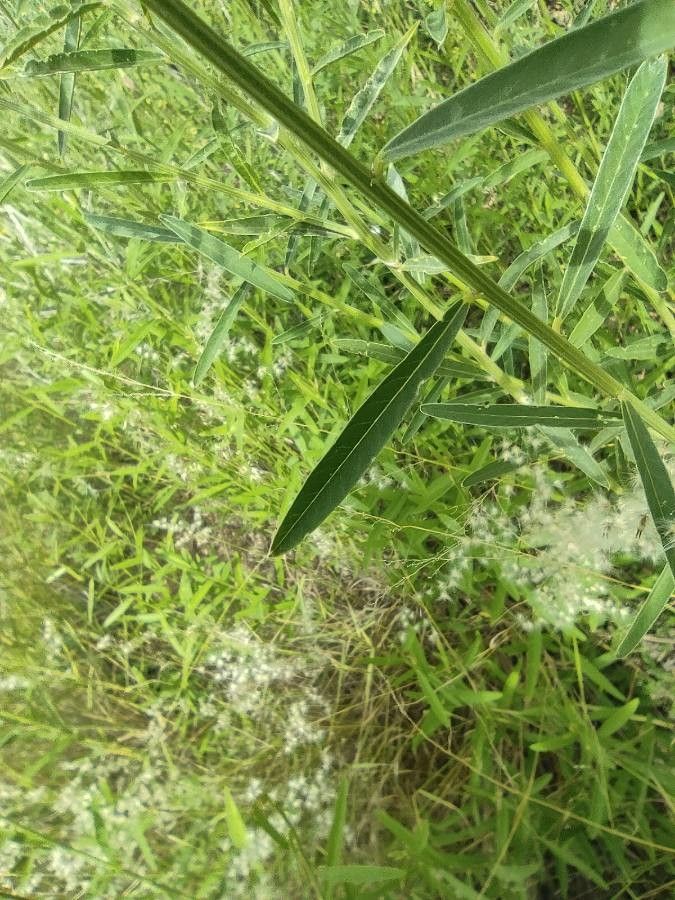 Crotalaria juncea leaf