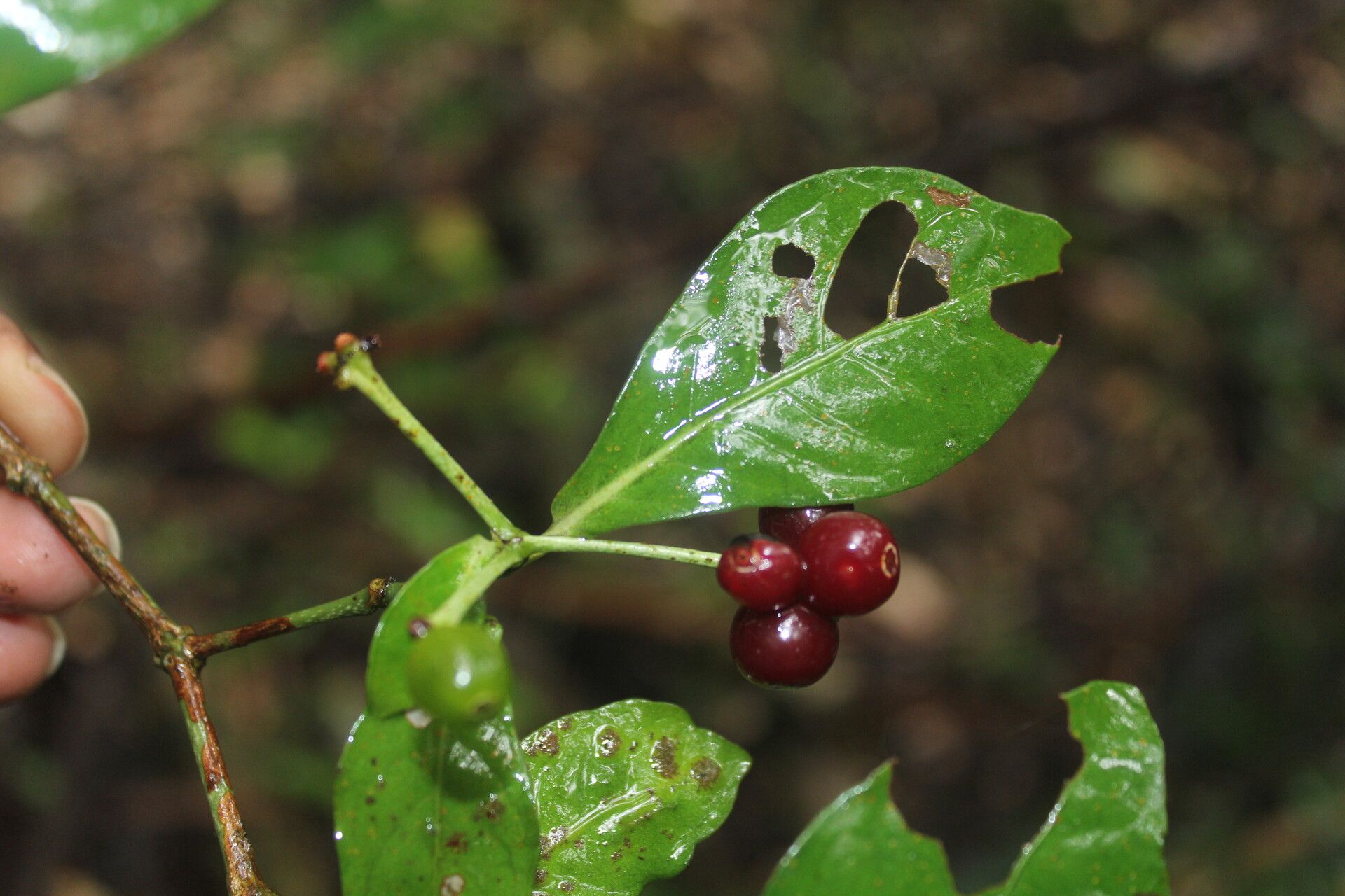 Psychotria orosiana fruit