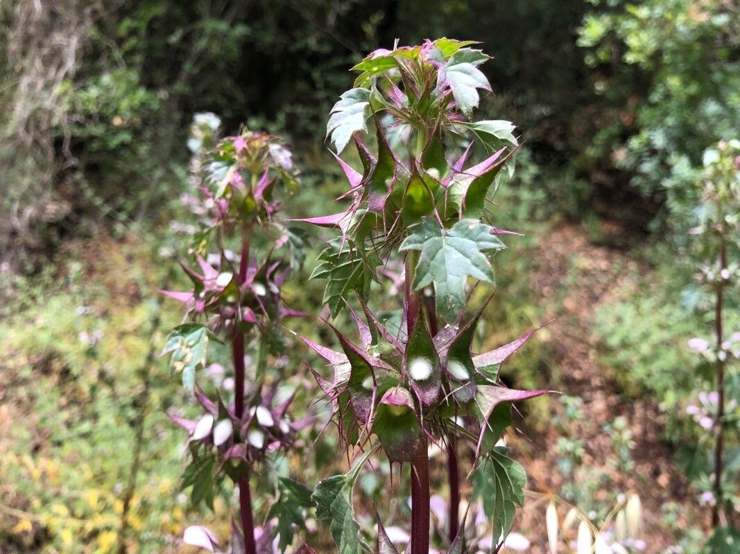 Moluccella spinosa leaf