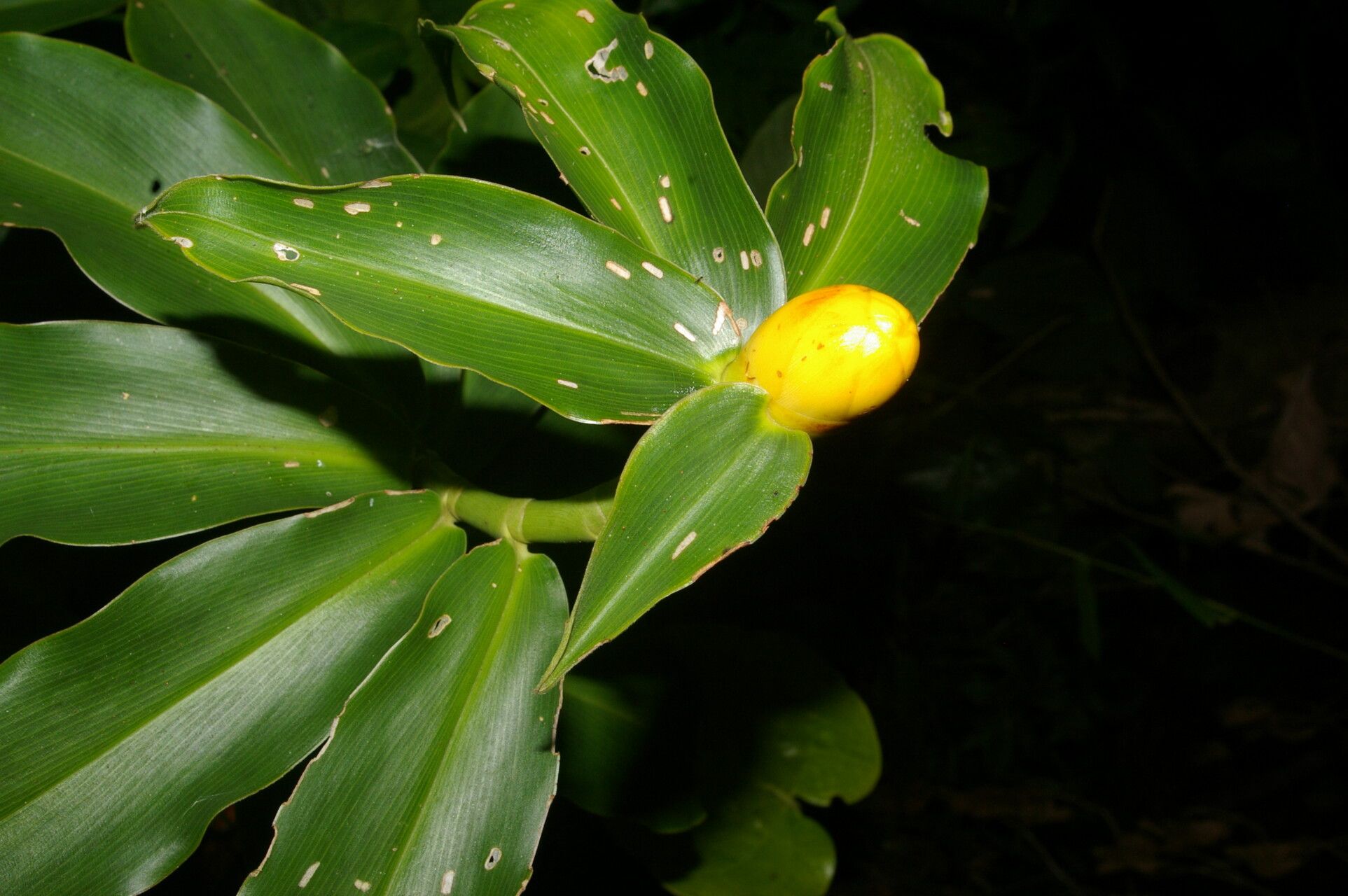 Costus wilsonii flower