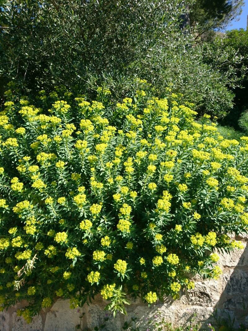 Euphorbia squamigera — houseplant care guide