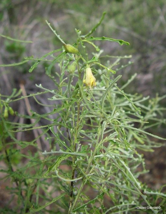 Corchorus neocaledonicus habit