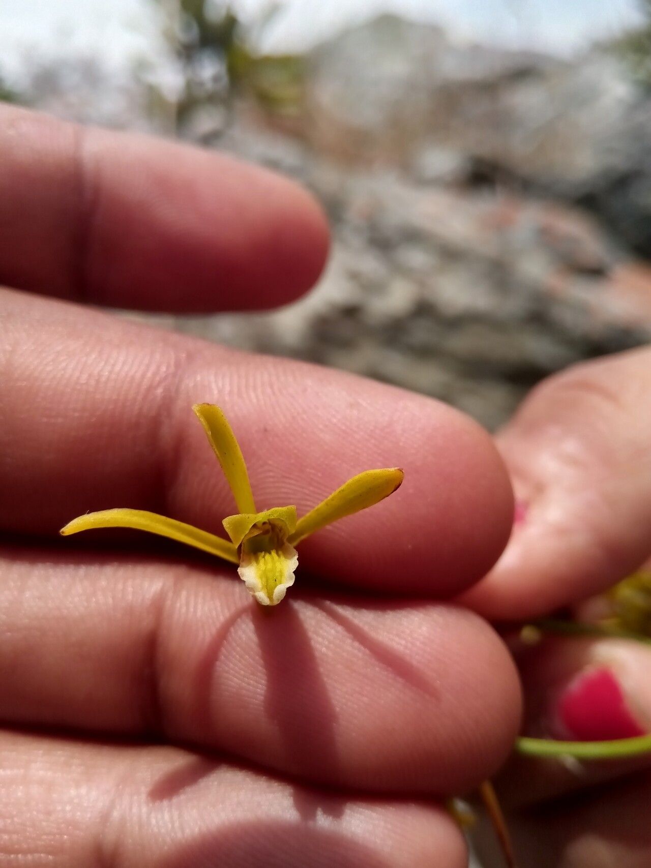 Eulophia ramosa — houseplant care guide