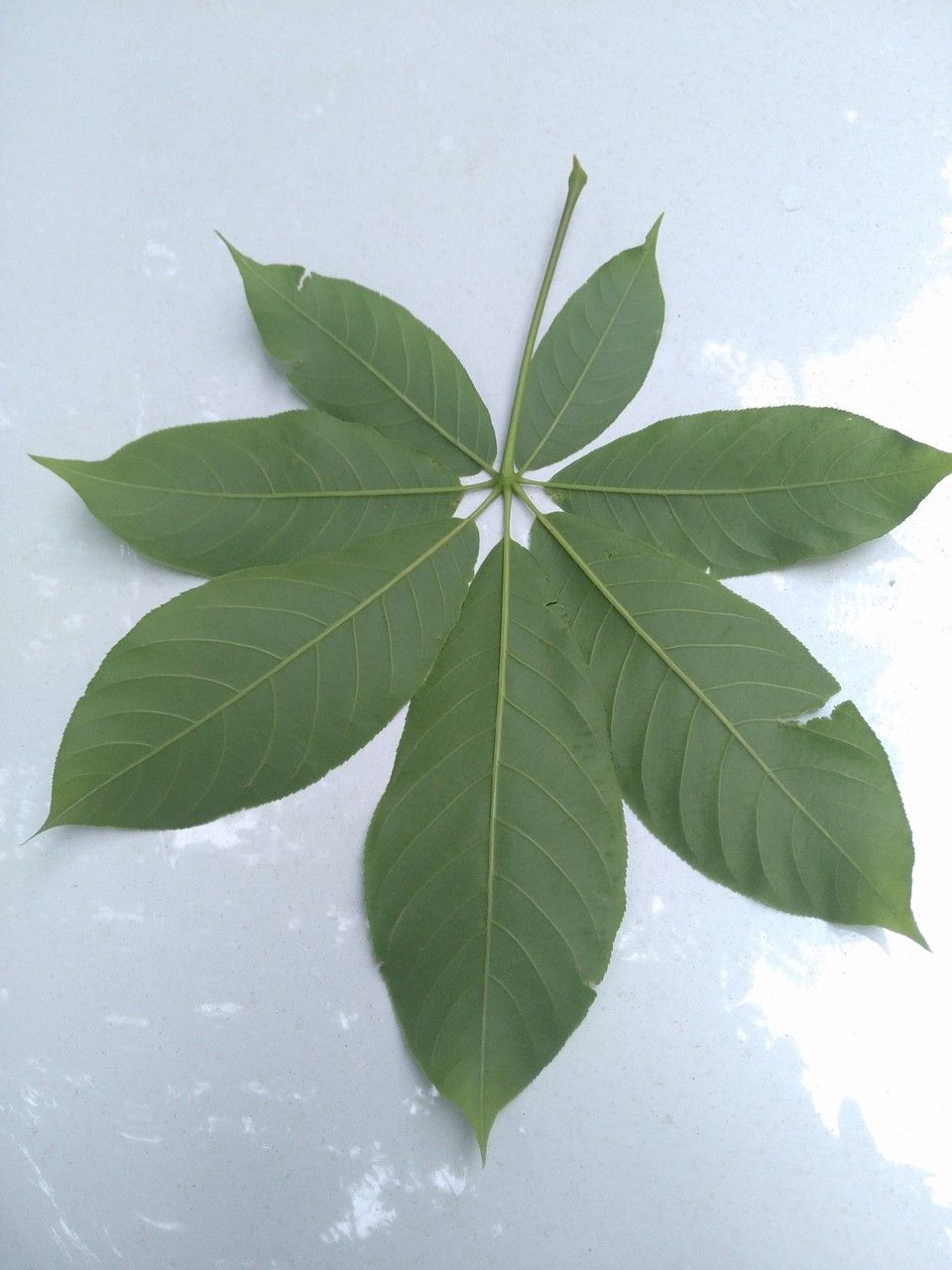 Aesculus chinensis leaf