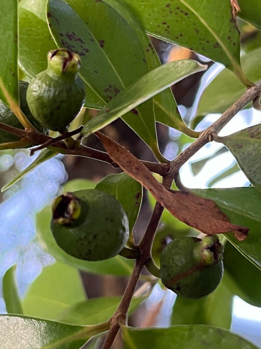 Psidium montanum fruit