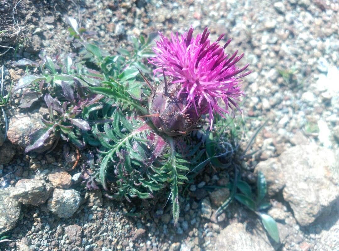 Centaurea borjae — houseplant care guide