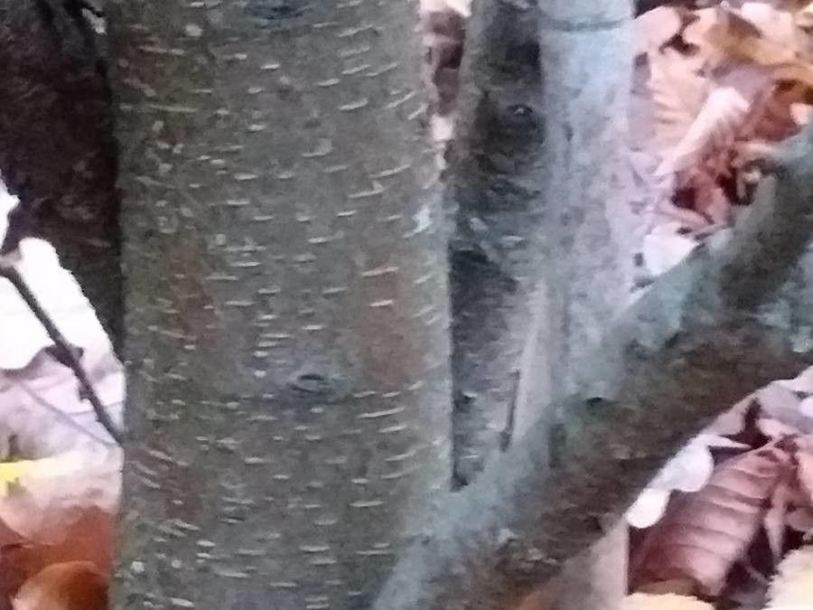 Betula chichibuensis bark