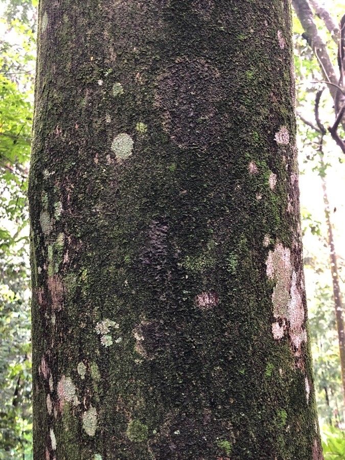 Aquilaria malaccensis bark