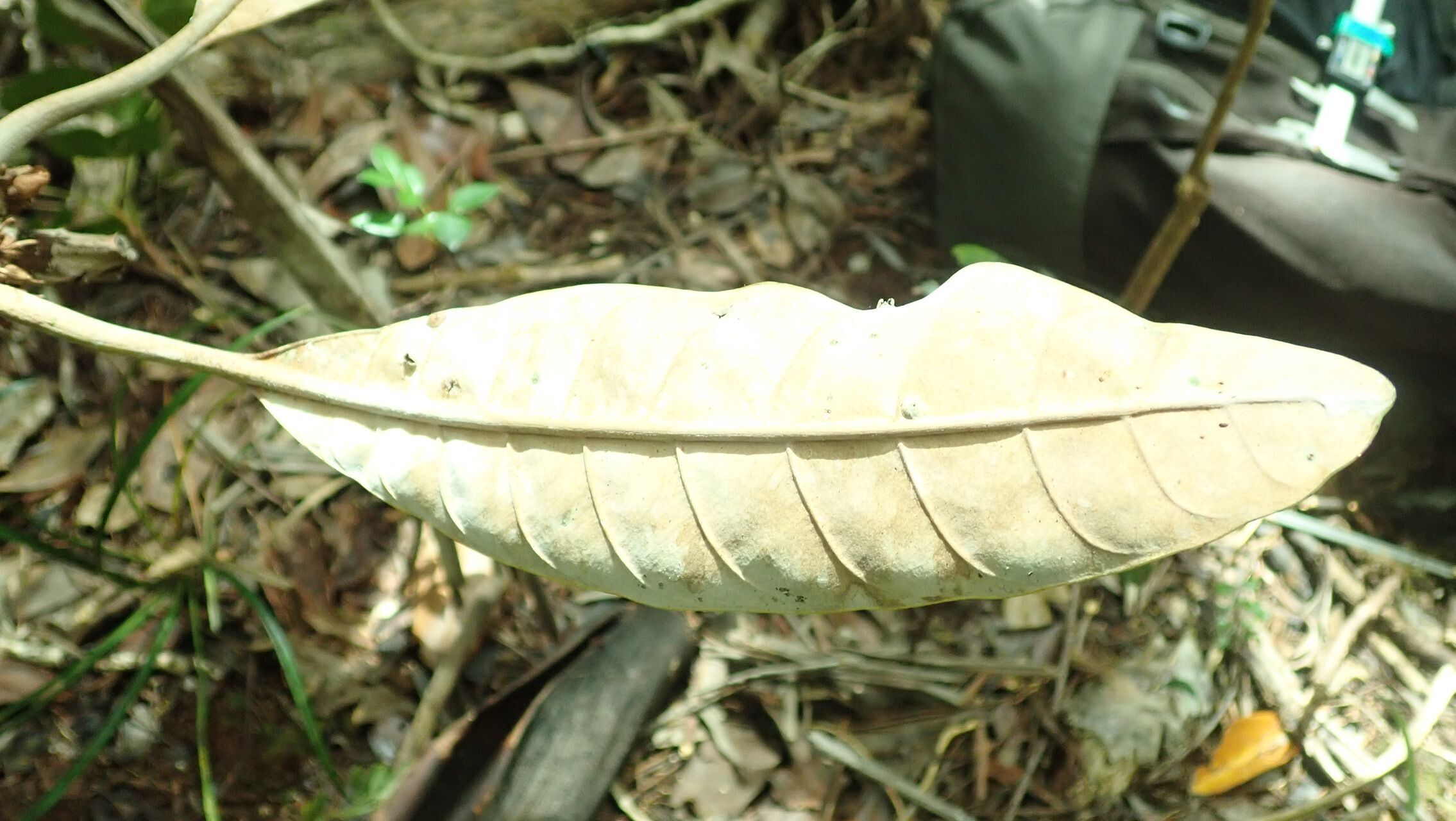 Pycnandra fastuosa — houseplant care guide