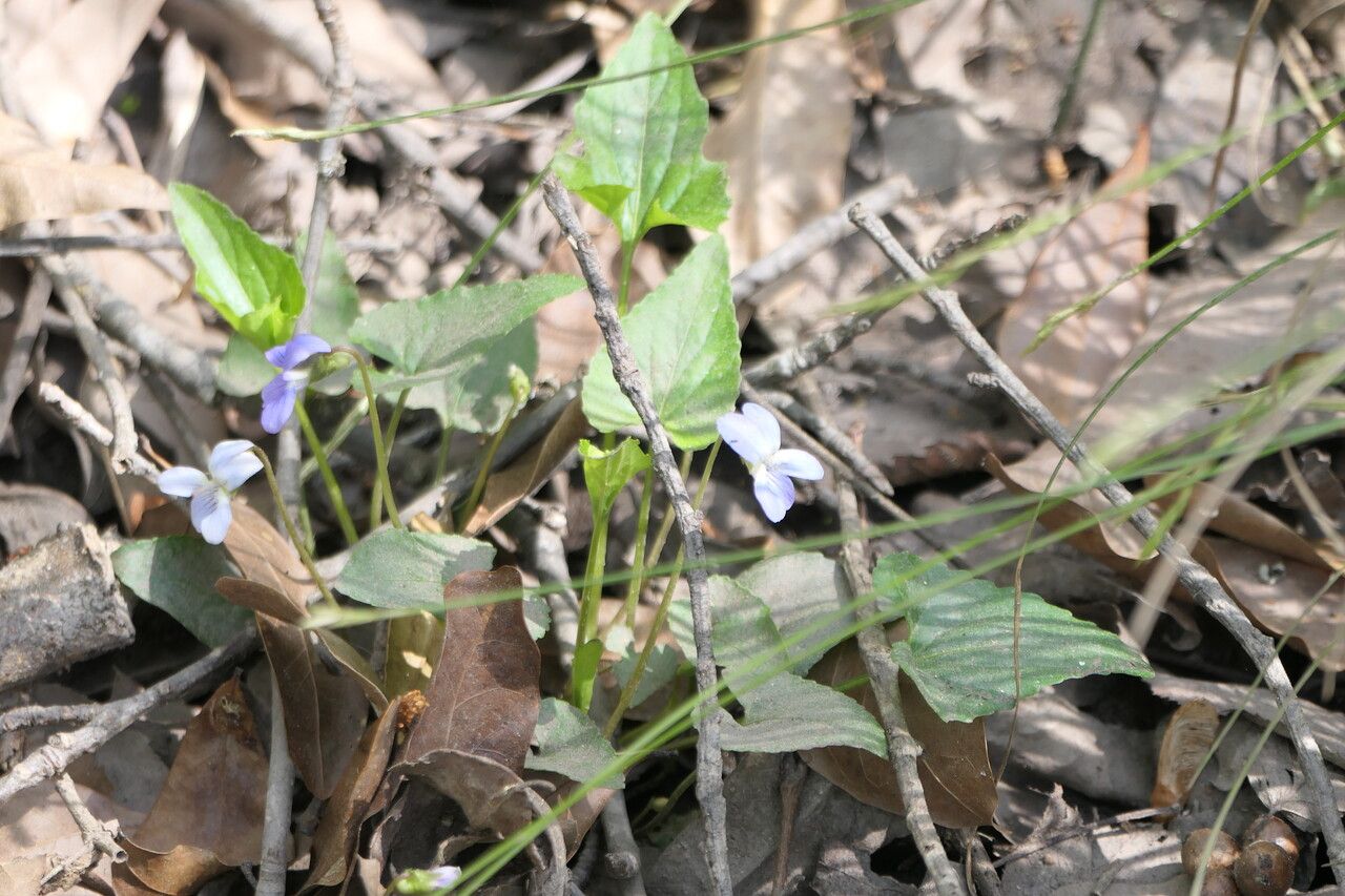 Viola cucullata habit