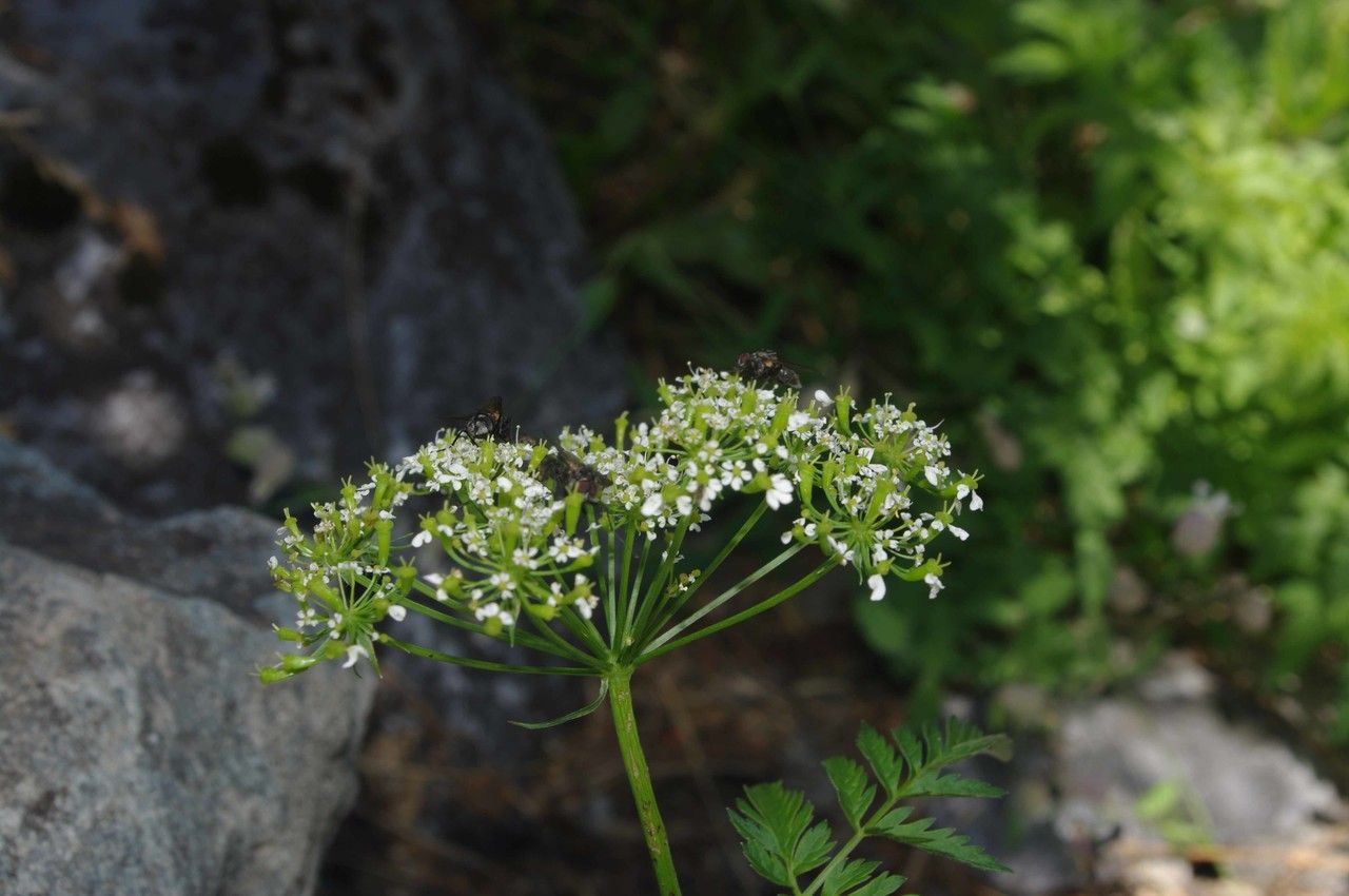 Anthriscus nitida flower