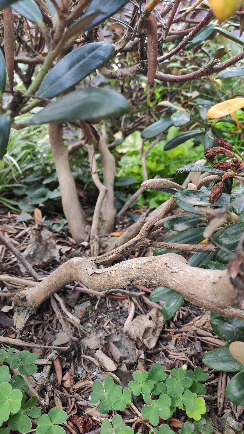 Rhododendron yakushimanum bark