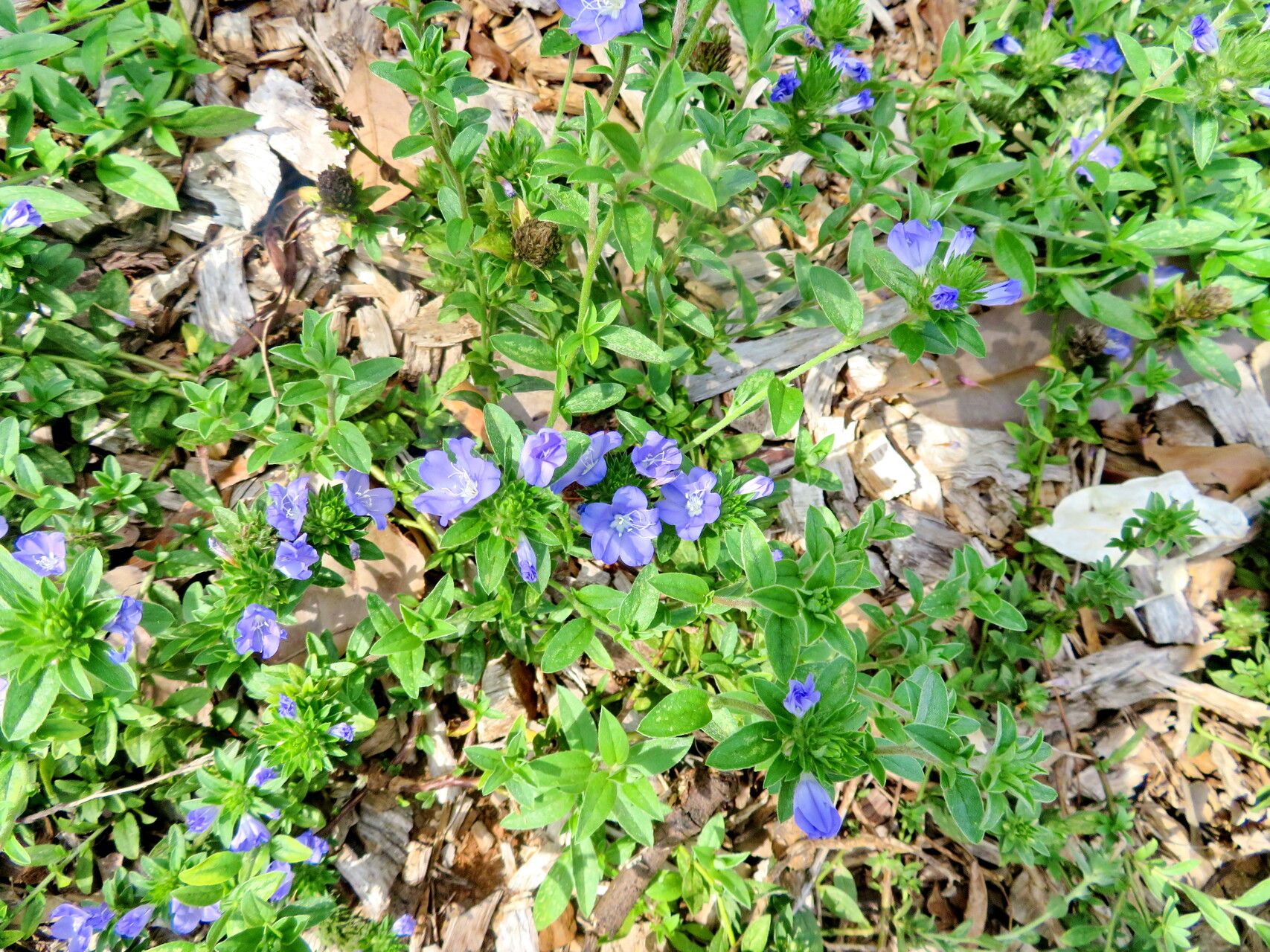 Evolvulus brevifolius habit