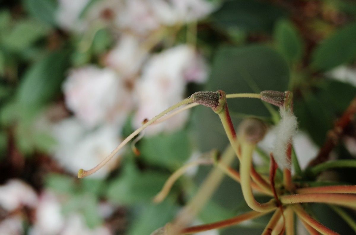 Rhododendron vernicosum fruit