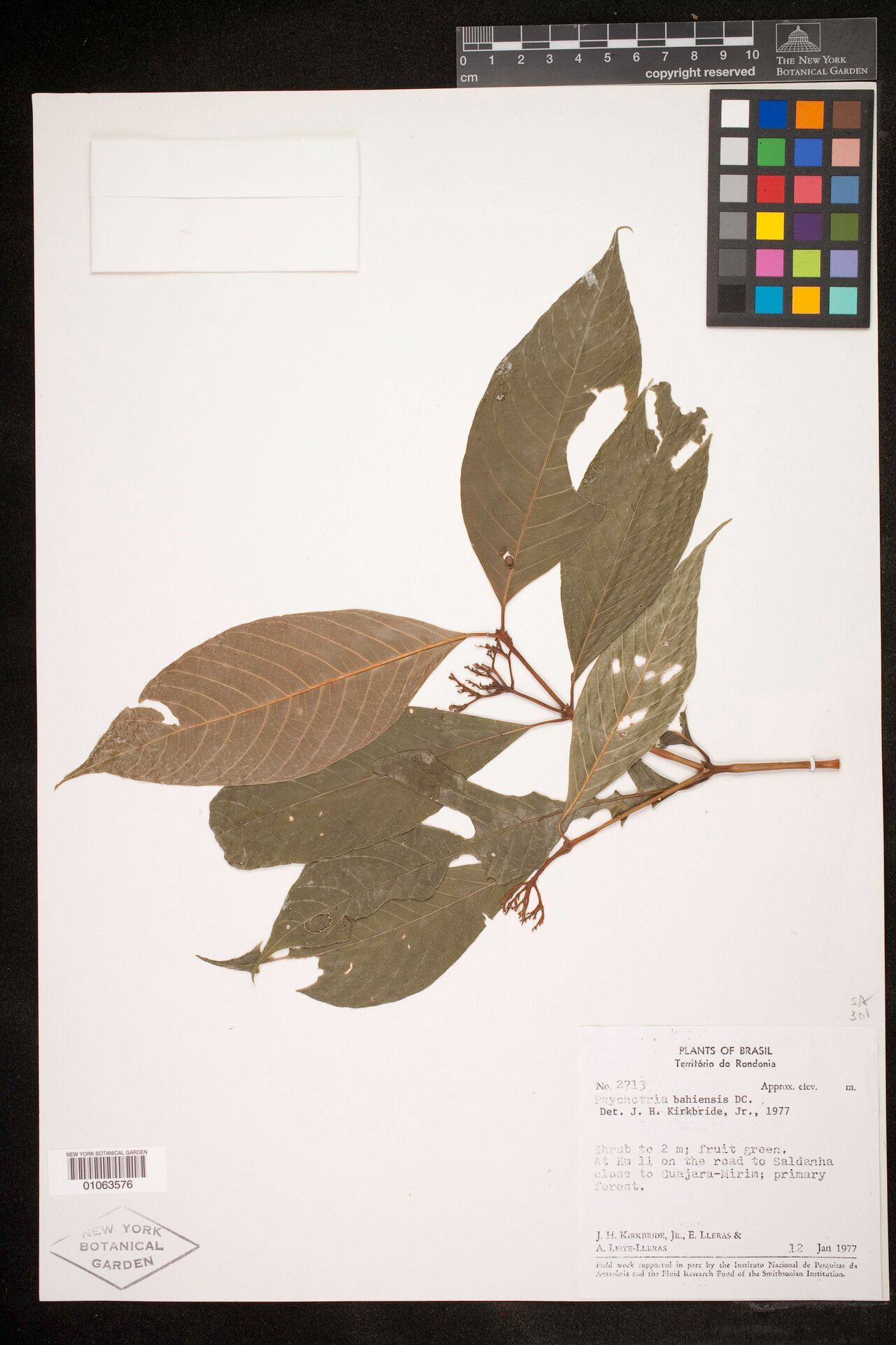 Psychotria bahiensis — houseplant care guide