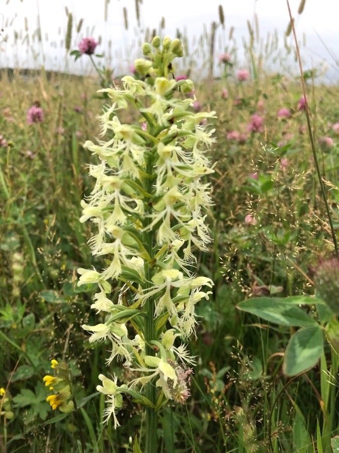 Platanthera lacera flower