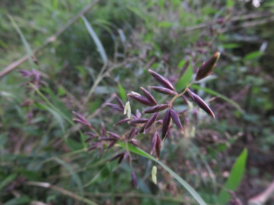 Chusquea quila flower