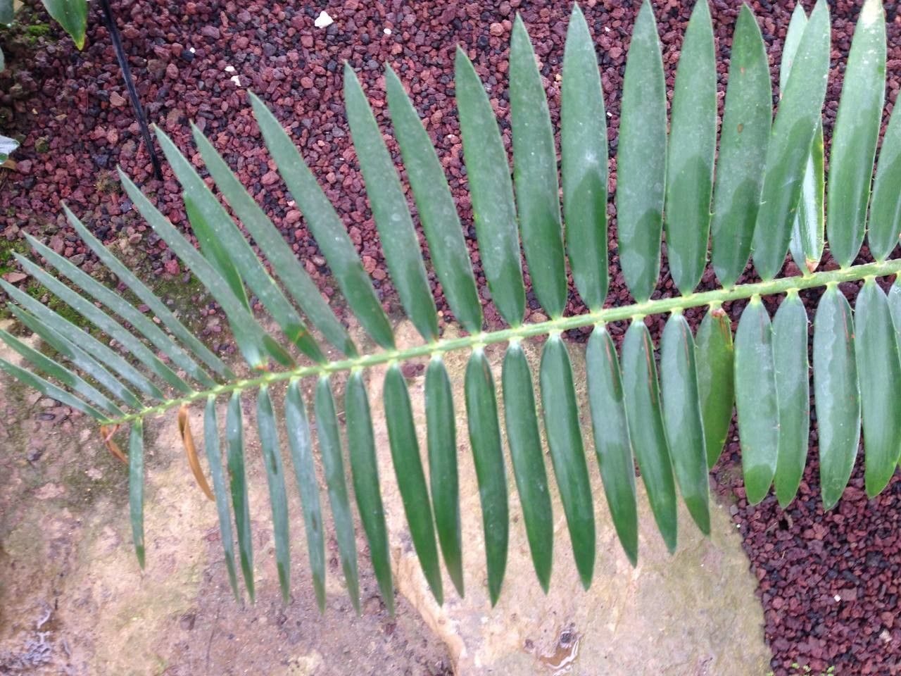 Encephalartos pterogonus — search result for 'Mozambique'