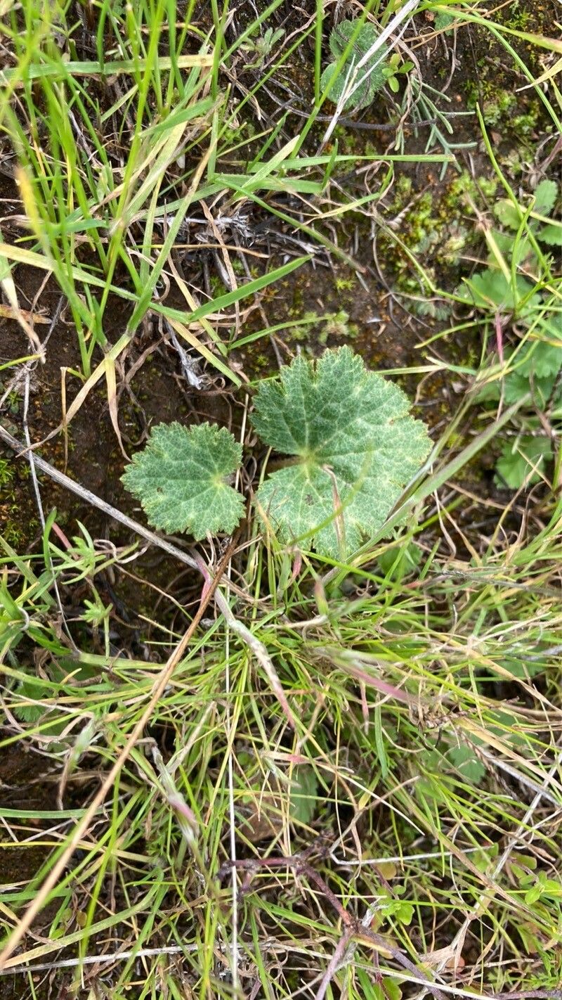 Jepsonia parryi — houseplant care guide