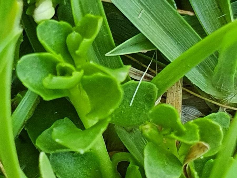 Lobelia duriprati — houseplant care guide