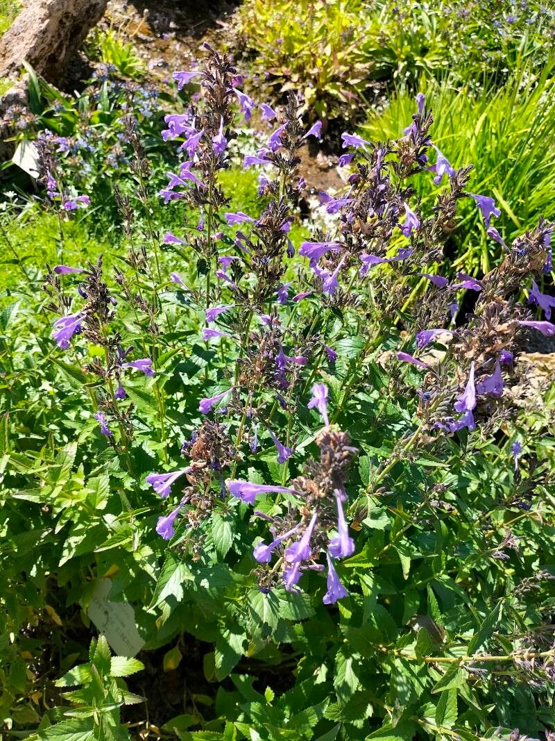 Nepeta sibirica flower