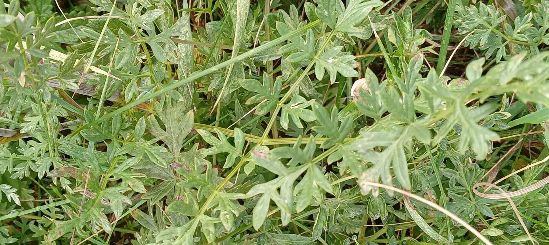 Peucedanum alsaticum — related species from the same genus
