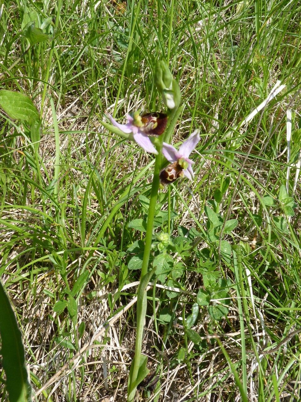 Ophrys pseudoscolopax habit