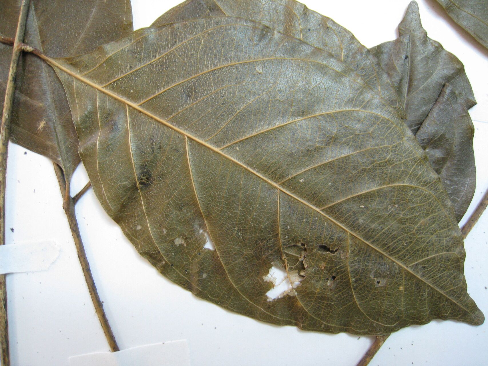 Guarea silvatica — houseplant care guide