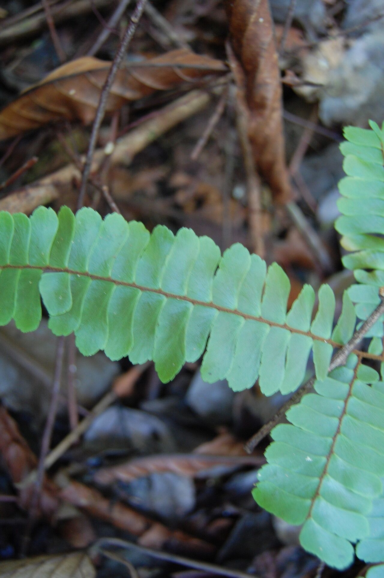 Adiantum paraense — houseplant care guide