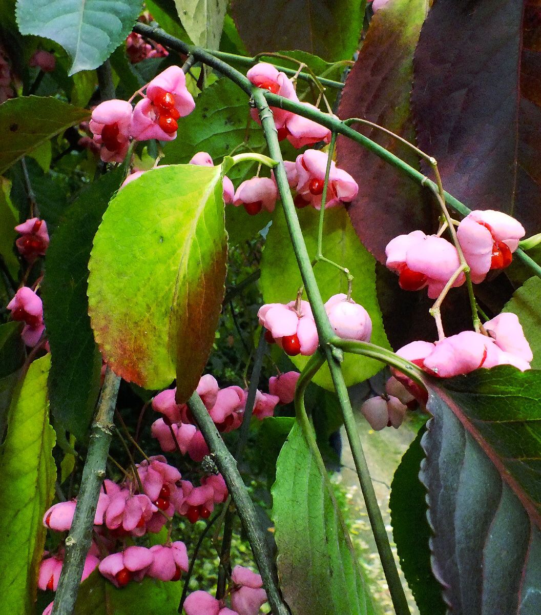 Euonymus hamiltonianus flower