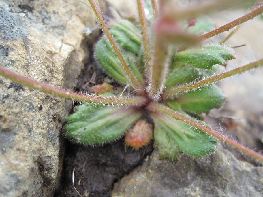 Micranthes lyallii — houseplant care guide