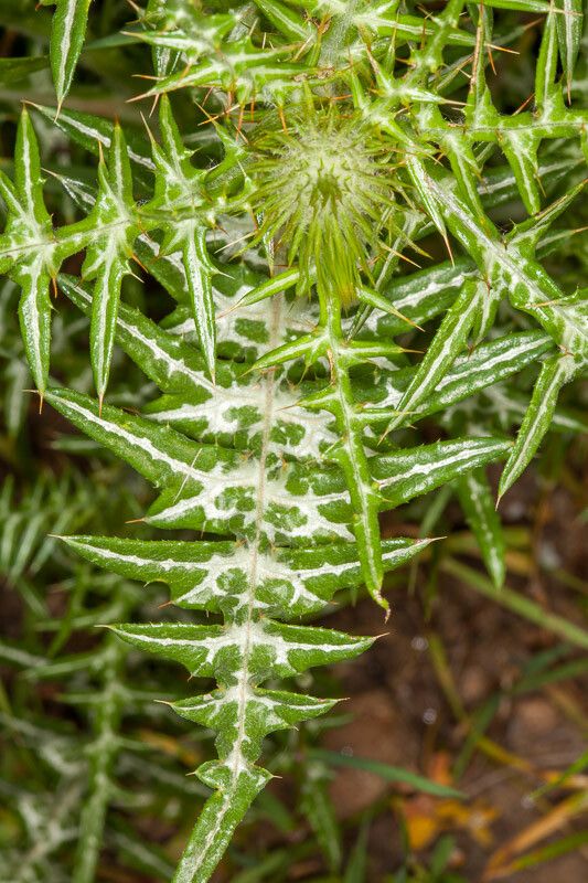 Galactites tomentosa — related species from the same genus