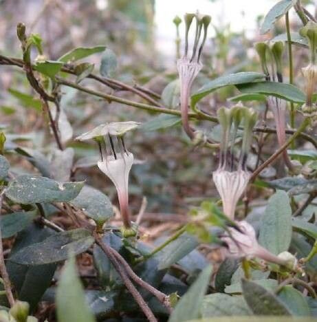 Ceropegia rendallii — search result for 'Ceropegia'