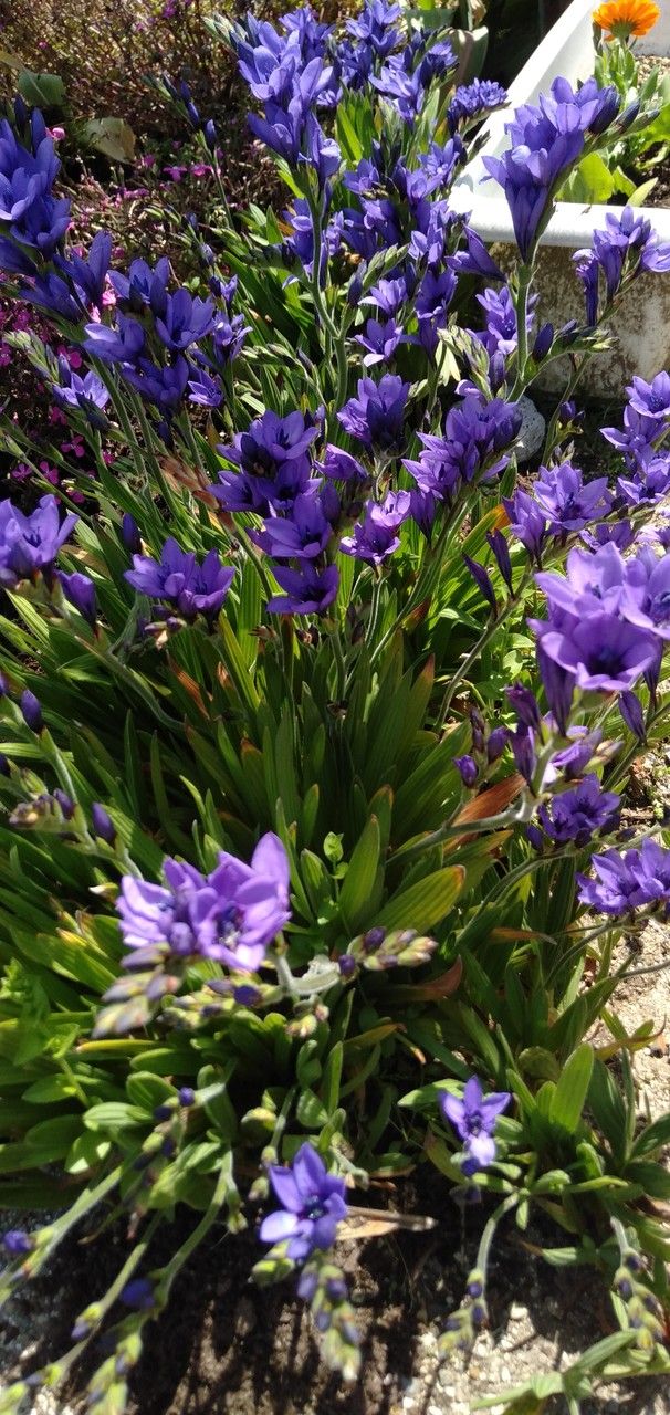 Babiana angustifolia habit