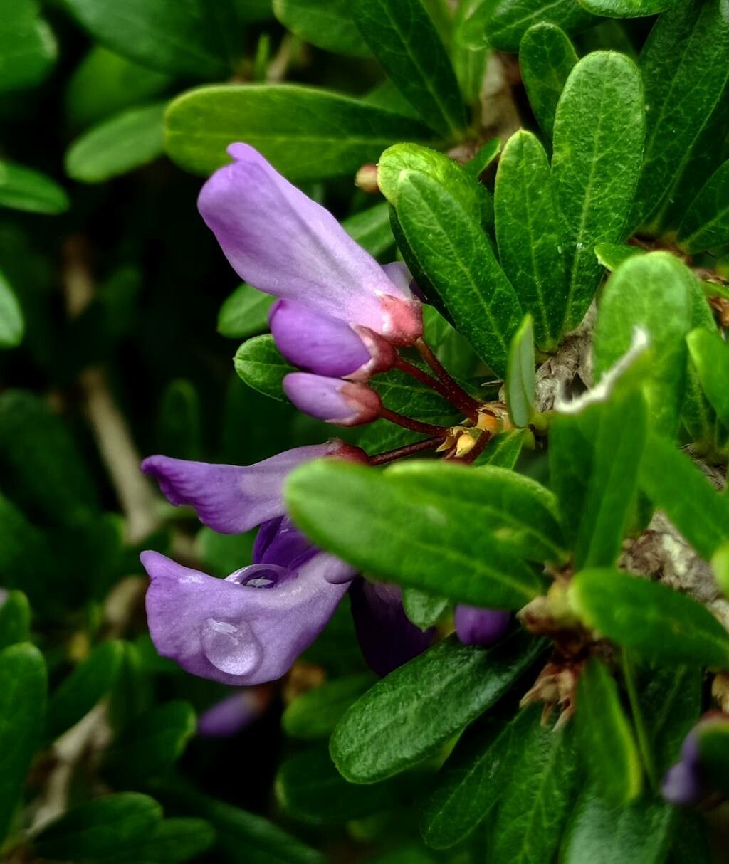 Rhododendron hippophaeoides flower