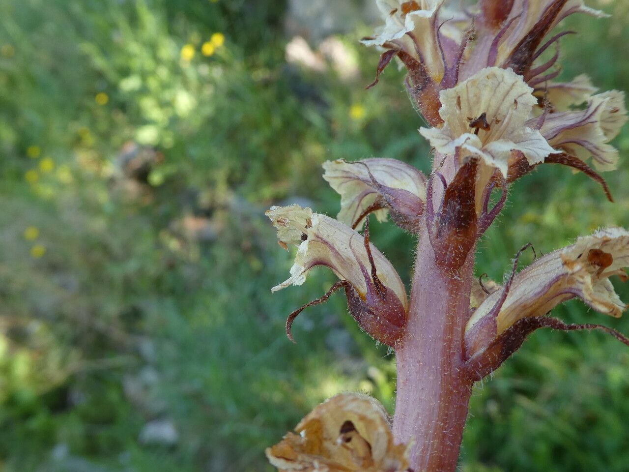 Orobanche crenata bark