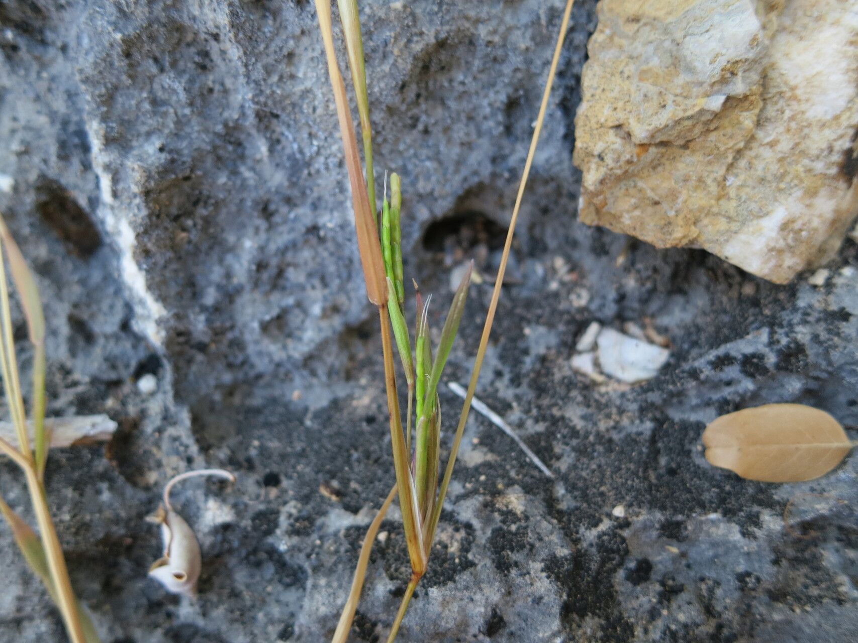 Lepturus anadabolavensis — related species from the same genus