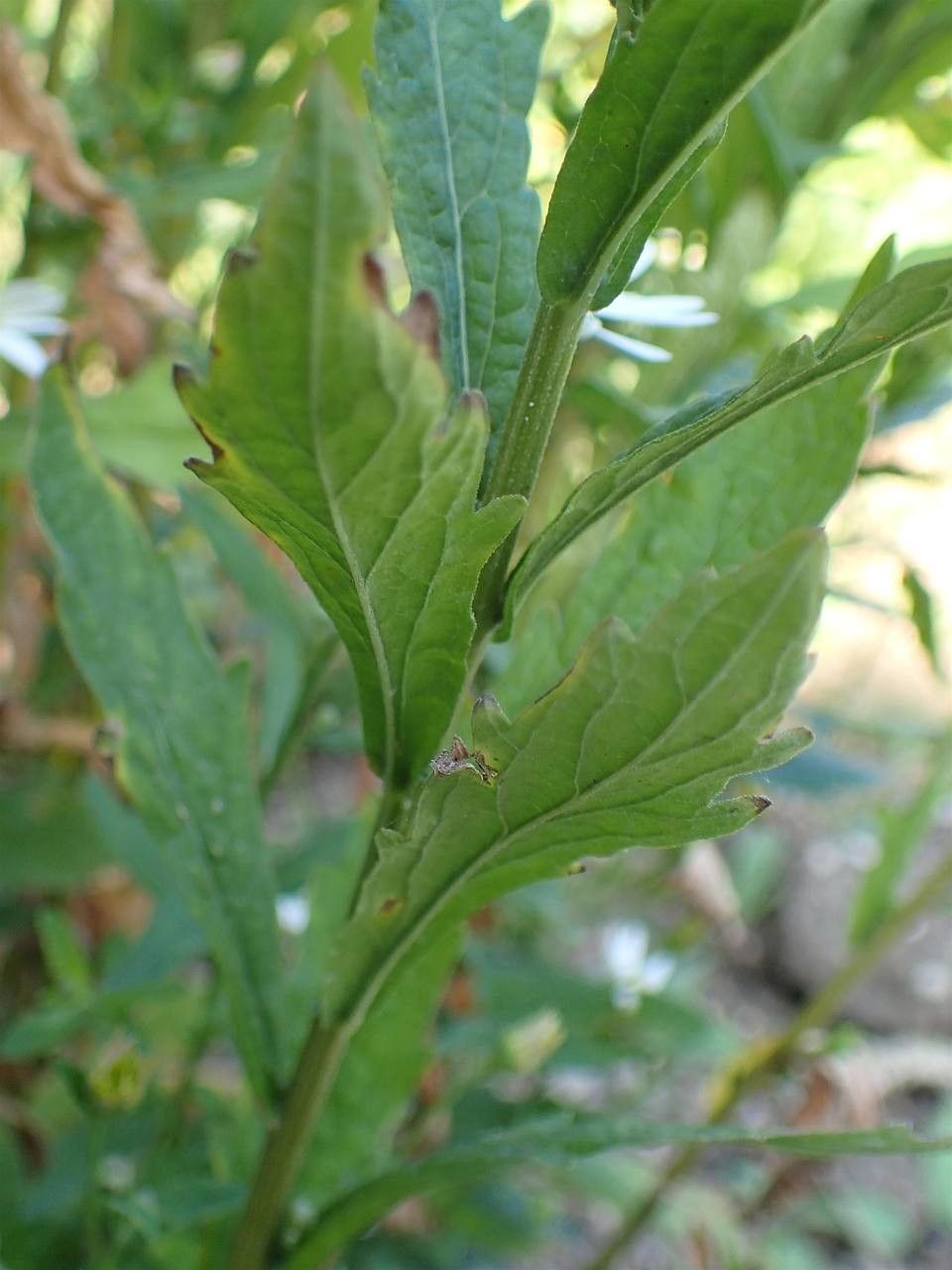 Kalimeris incisa leaf