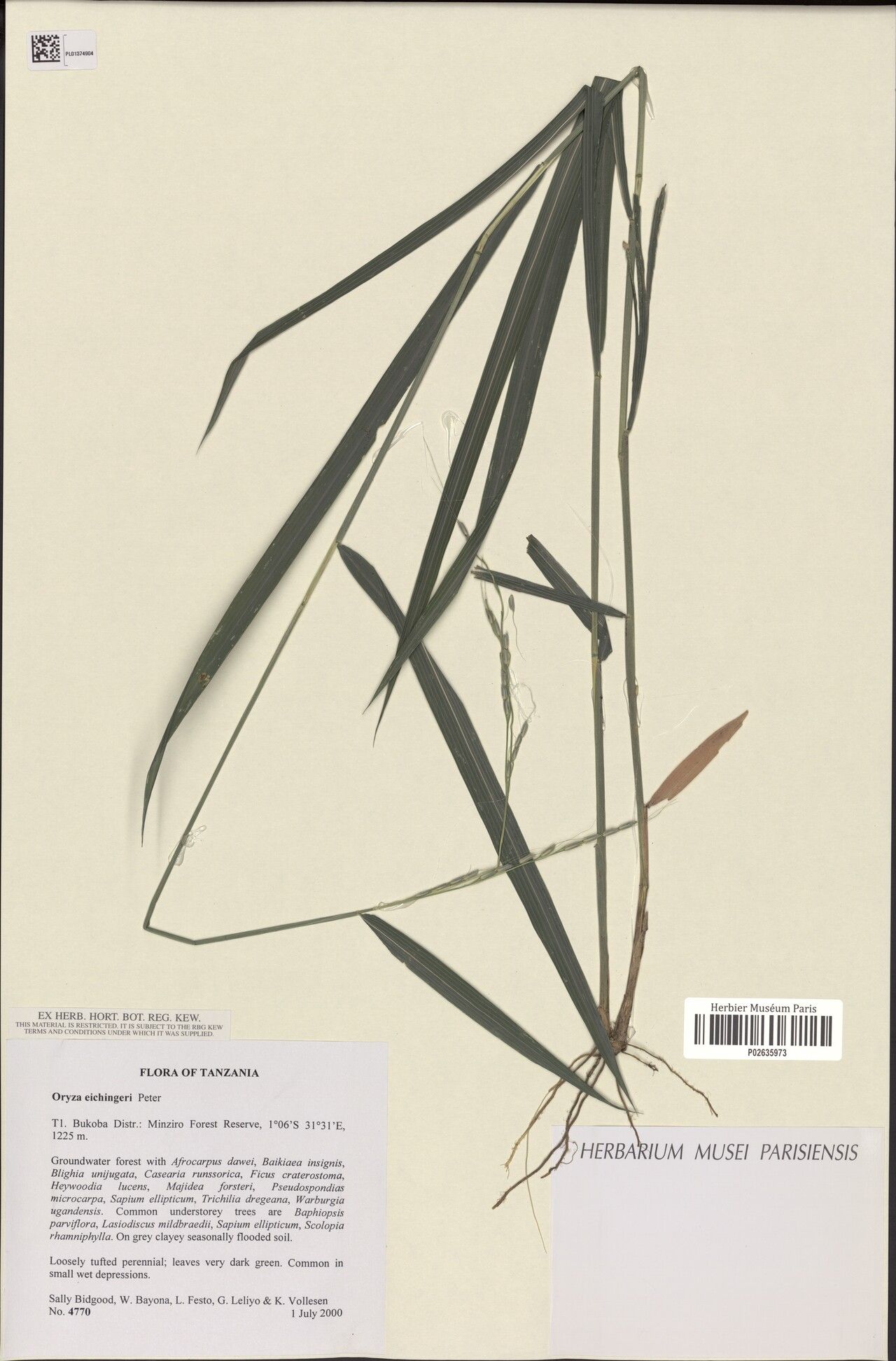 Oryza eichingeri — related species from the same genus