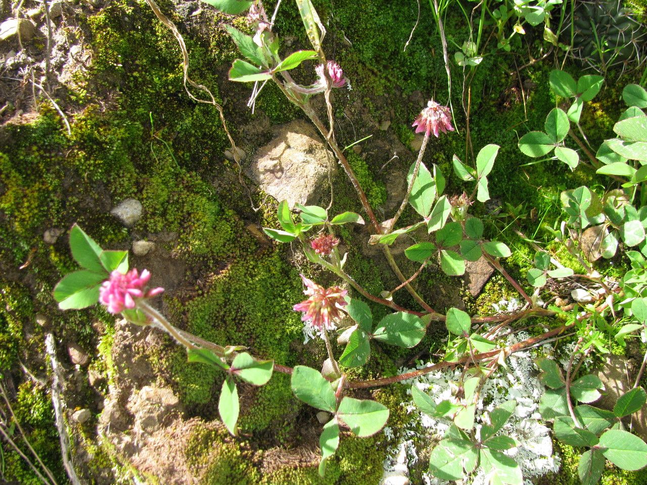 Trifolium amabile