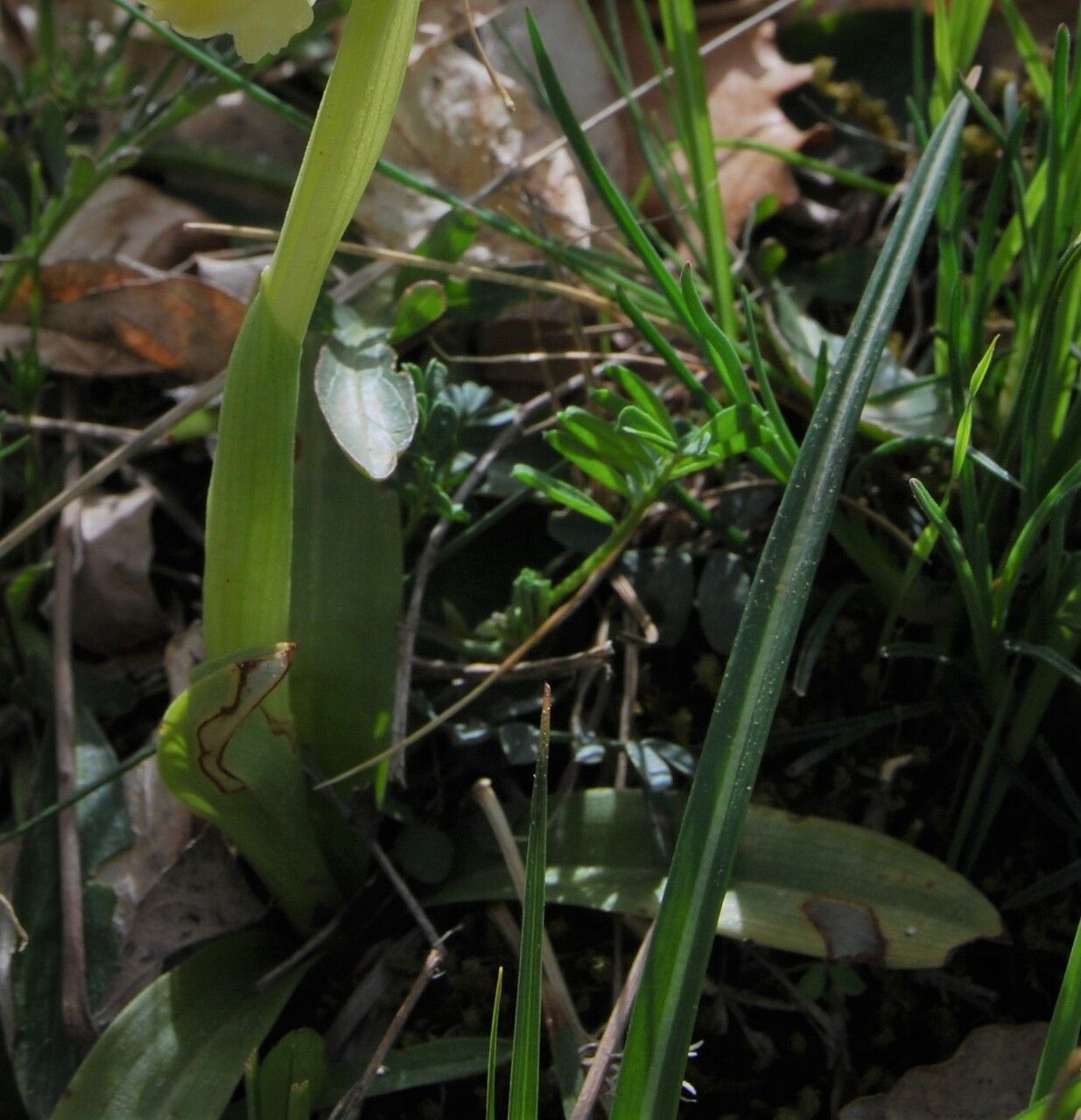 Orchis pauciflora — search result for 'Orchis'