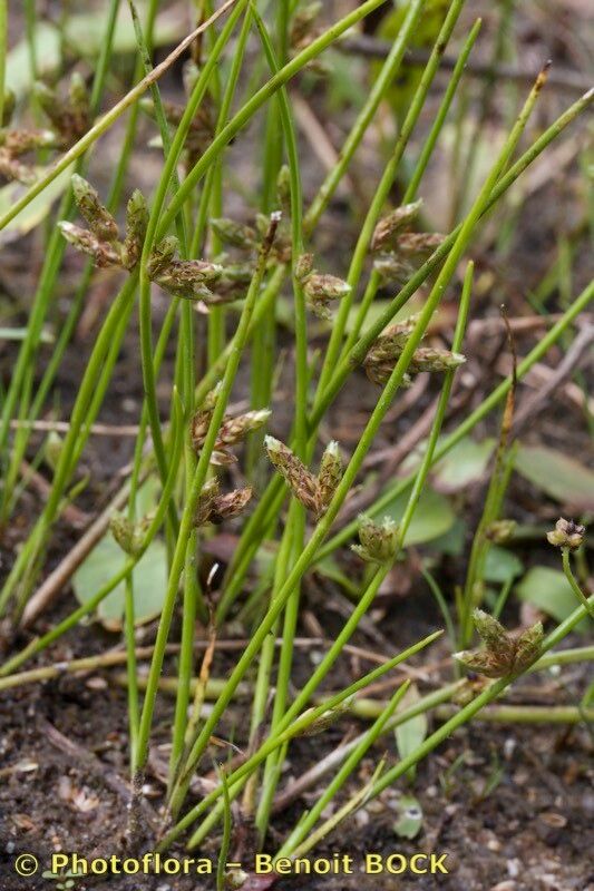 Schoenoplectus supinus habit