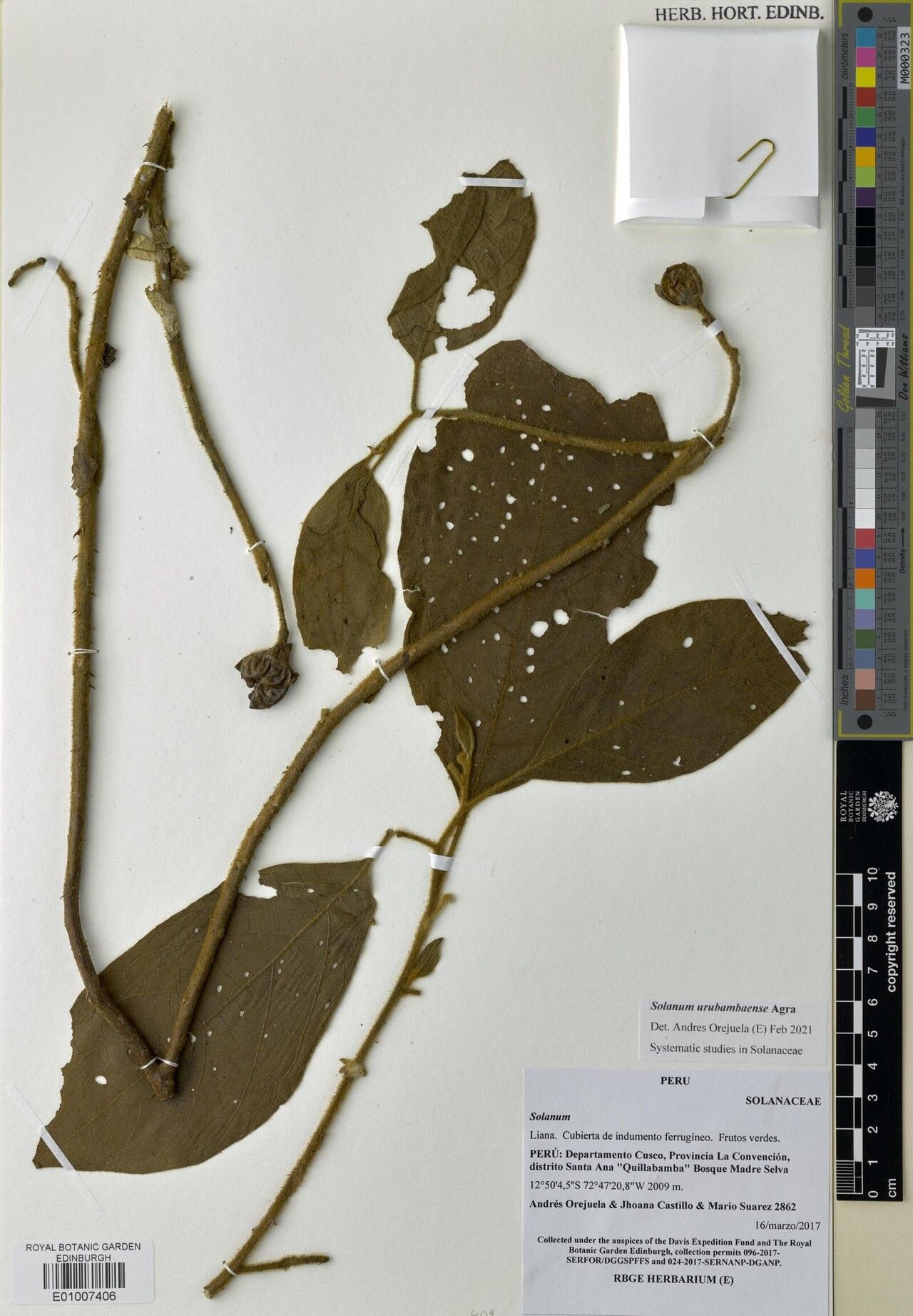 Solanum urubambaense — houseplant care guide