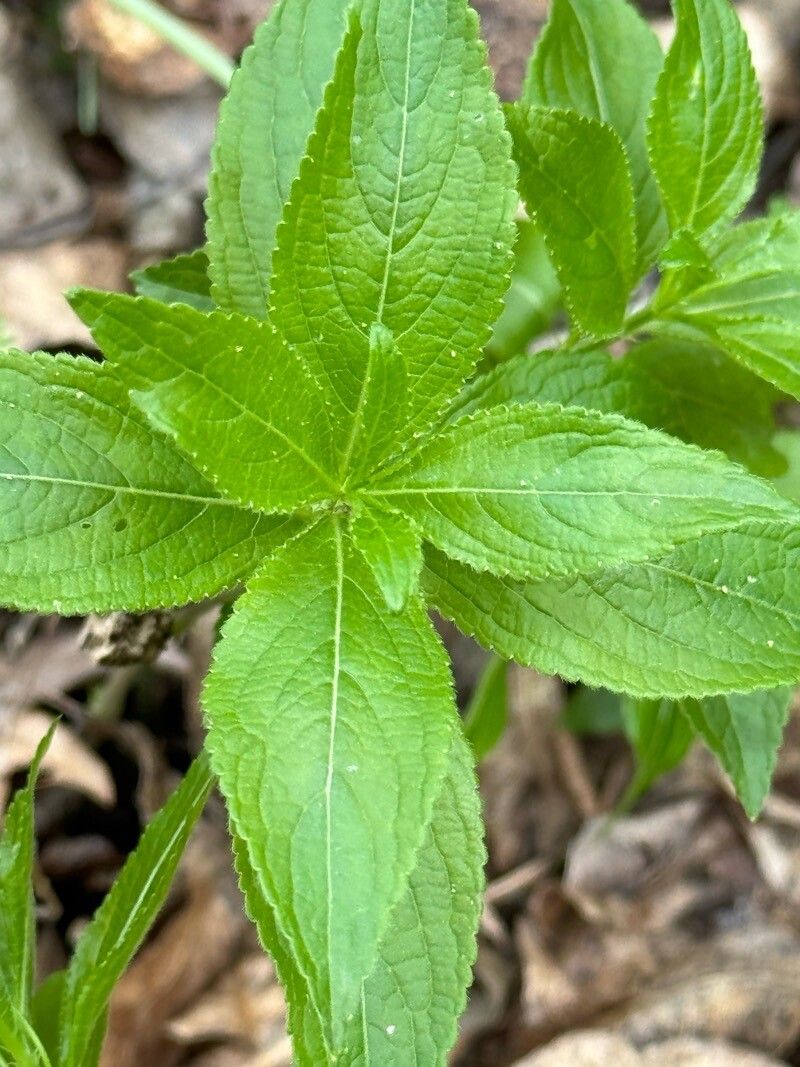 Mercurialis ovata leaf