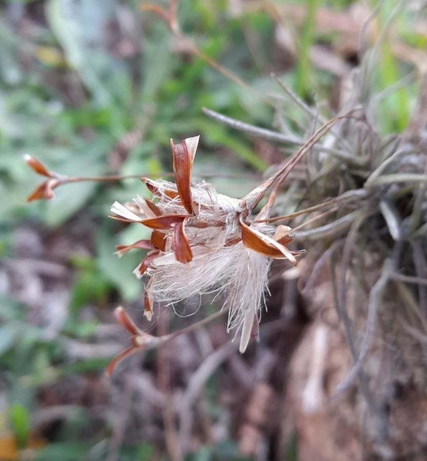 Tillandsia recurvata fruit