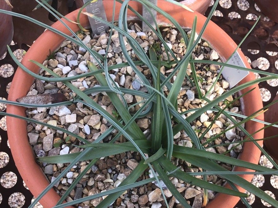Ornithogalum narbonense leaf