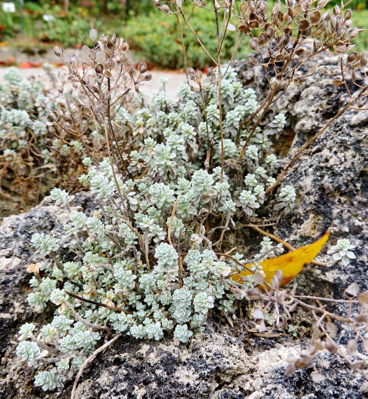 Odontarrhena oxycarpa habit