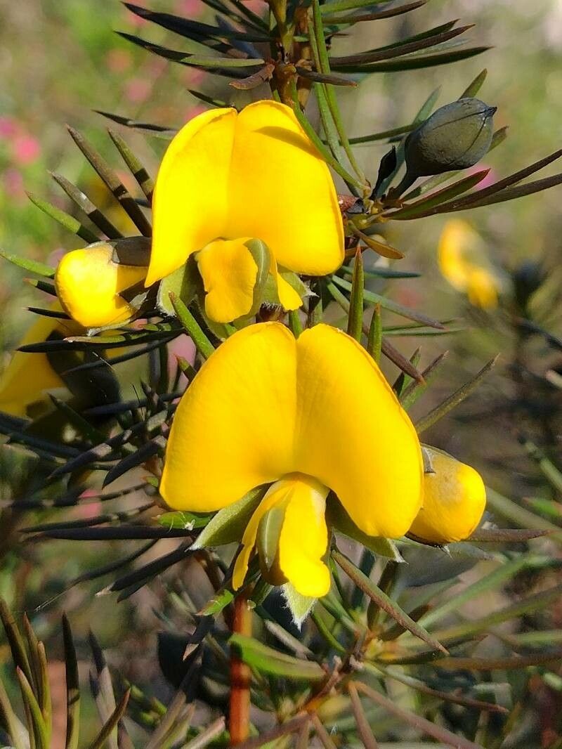 Gompholobium grandiflorum — houseplant care guide