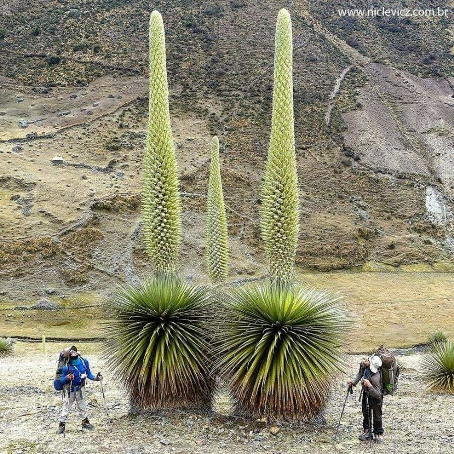Puya raimondii — search result for 'Puya'