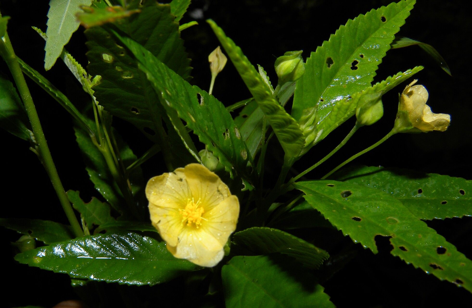 Sida haenkeana flower